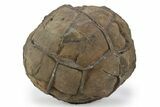 Septarian Nodule - Morocco #237273-1